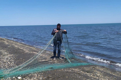 Xaçmaz: Torlar su hövzələrindən yığılıb