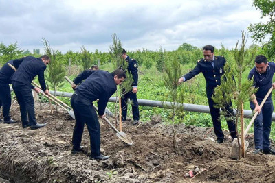 Quba-Xaçmaz yolu kənarında ağaclar əkilib