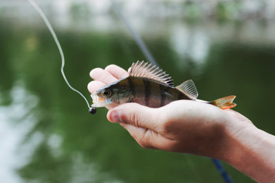 Bütün təbii su hövzələrində balıq ovu qadağan edilib