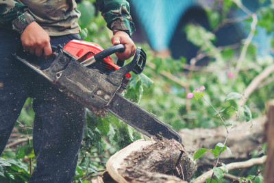 Şimalda ağaclar qanunsuz kəsilib