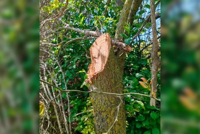 Xaçmaz: Qanunsuz ağac kəsən şəxs cəzalandırılıb