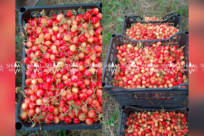 Xaçmazda gilas və alça yığımı başlayıb