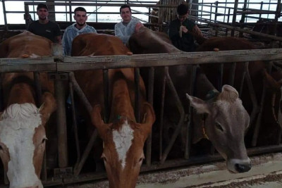 İsmayıllıda gənc baytarlar üçün təcrübə keçirilib