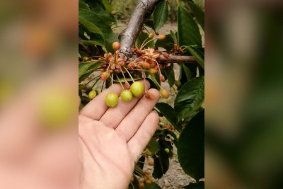 Şimalda gilas bağlarına xeyli zərər dəyib