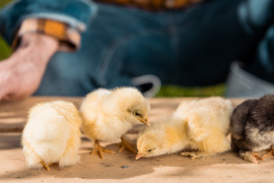 “İsmayıllı Quşçuluq” yeni istehsalat və xidmət sahələri yaradacaq