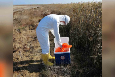 Xaçmaz və İsmayıllı: quşçuluq müəssisələrində qan nümunələri götürülüb