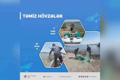 Xaçmaz: Torlar su hövzələrindən yığılıb