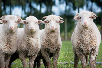 Şimal: Qurban bayramında heyvan satışı və kəsimi yerləri açıqlanıb