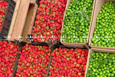 Şimal: Alça ucuzlaşmır