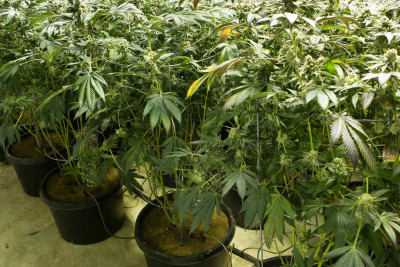 Xaçmaz sakini 474 çətənə kolu yetişdirib