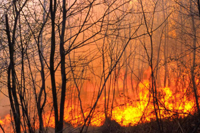 Şimal: Yanğın təhlükəsi olan ərazilər açıqlanıb
