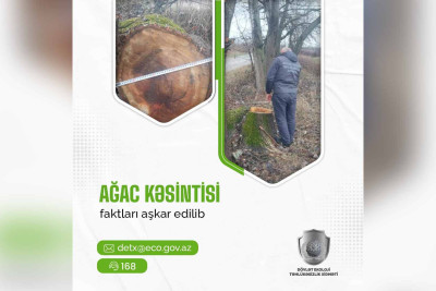 Xaçmazda qanunsuz ağackəsməyə görə cinayət işi açılıb