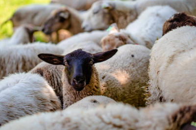 DİN: Xaçmazda oğurluq edən şəxs saxlanılıb