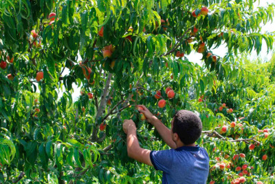 Xaçmaz: Bağlarda şaftalı yığımı davam edir