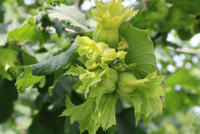 Xaçmaz: Fındıq bağlarında məhsul  30-40 faiz daha çox olacaq