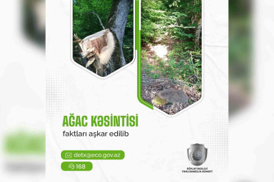 DETX: İsmayıllı sakini yaşıllıqlara ziyan vurub