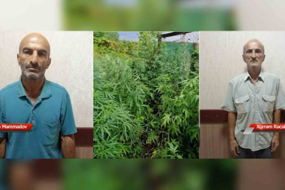 İsmayıllı: Əvvəllər məhkum olunmuş şəxslər çətənə kolları yetişdiriblər