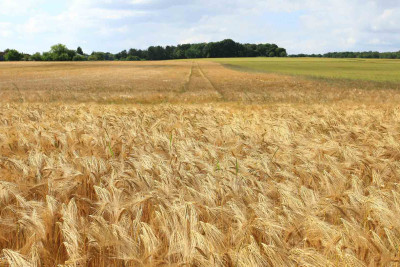 Xaçmaz rayonunda avtomobil yanıb