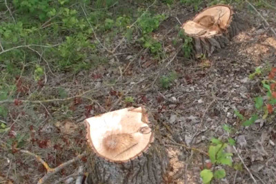 Xaçmazda vələs və qovaq ağacları məhv edilib