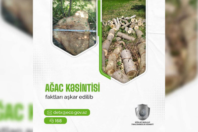 Qusar: Qalacıq kəndində ağaclar qanunsuz kəsilib