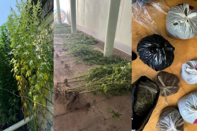 DİN: Çətənəni qazanc məqsədilə əkənlər saxlanılıb