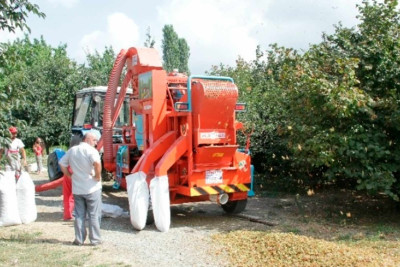 Fındıq bağlarında məhsuldarlıq artıb