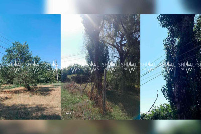 Qusarda elektrik xətləri ağaclara bağlanıb