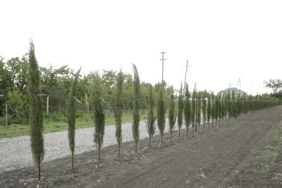 Xaçmazın Qoçaqlı kəndindən nümunəvi addım