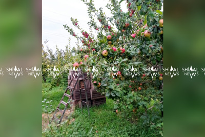 Qubada alma yığımı başladı