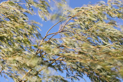 Hava şəraiti ilə bağlı sarı xəbərdarlıq