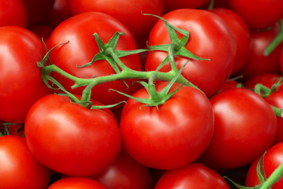 Şimalda sahibkarlar pomidor ixrac modelinə təşviq olunub