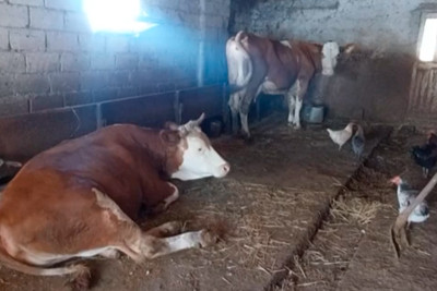 Şabranda iribuynuzlu heyvanlar tələf olur