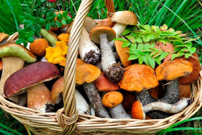 Xaçmazda göbələkdən zəhərlənən ikinci qadın da öldü - YENİLƏNİB