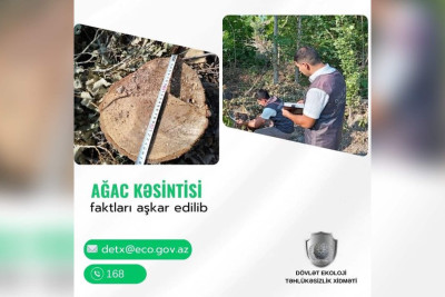 İsmayıllıda qanunsuz ağac kəsən şəxs cəzalandırılıb