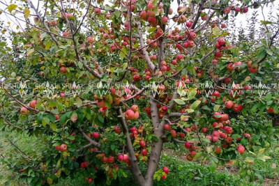 Şimalda yığılan alma bazara yox, soyuducu anbarlara daşınır
