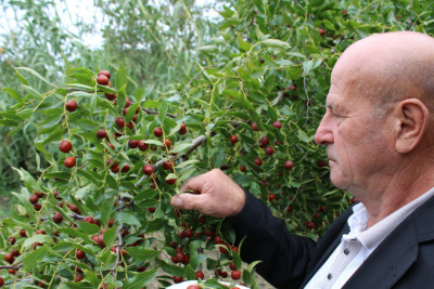 Xaçmaz sakini həyətində yetişdirdiyi meyvələrdən DANIŞIB