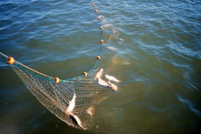 Siyəzəndə brakonyerlər saxlanıldı