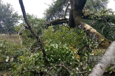 İsmayıllıda güclü külək fəsadlar törədib
