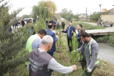 Xaçmazda yaşıllaşdırma işləri aparılır