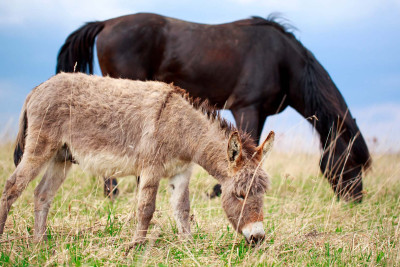 Qoyun oğrularının maşınından at və eşşək əti çıxdı - ÖZƏL