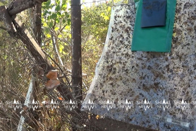 Xaçmaz böcək hücumuna məruz qalıb - Meyvə və ağaclar məhv olur