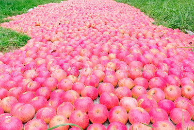 Rusiyada alma qıtlığı: Quba-Xaçmaz zonası üçün fürsət