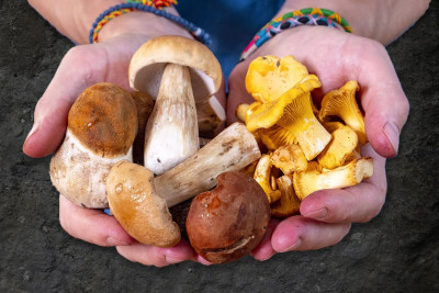 Şabranda 54 yaşlı kişi göbələkdən zəhərlənib