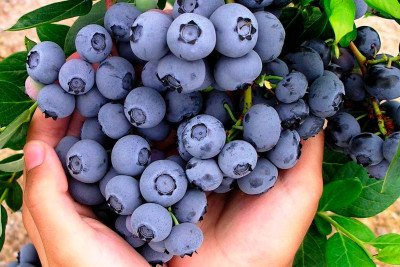 Fermerlərə bu bağlara görə 15 min manat veriləcək