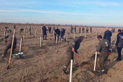 Bu gün 3 mindən artıq ağac əkilib