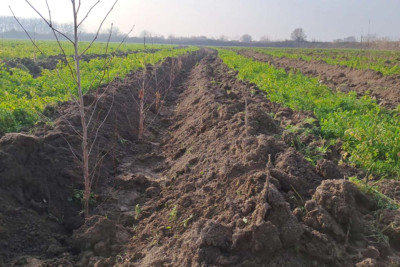 Bir gündə 21 mindən çox ağac əkilib