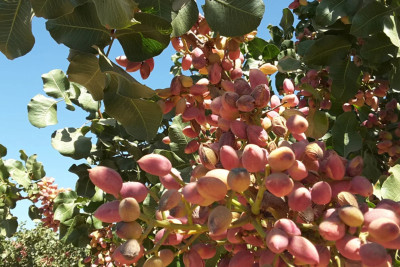Xızıda püstə bağı salan fermerlərə ŞAD XƏBƏR