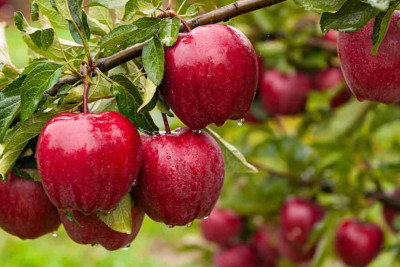 Quba bağbanları: “Məhsulumuz zay olur, borclu qalırıq”