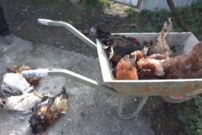 İsmayıllının Topçu kəndində toyuqlar kütləvi şəkildə QIRILIR