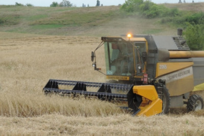 Qaxda arpa məhsuldarlığı AÇIQLANIB